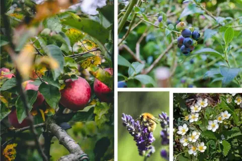 Mele rosse, mirtilli, un'ape su lavanda e fragoline di bosco: un assaggio di un rigoglioso food forest.