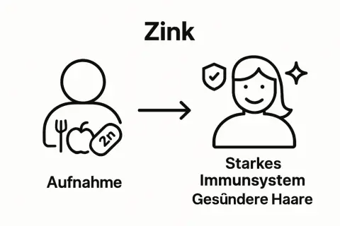 Zinkaufnahme durch Nahrung führt zu starkem Immunsystem und gesünderen Haaren. Wie viel Zink pro Tag?