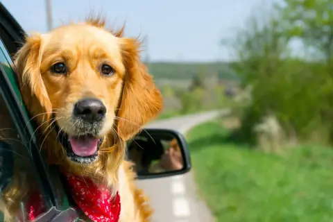Un golden retriever heureux, avec un bandana rouge, profite du vent dans ses poils. Il est prêt pour son premier voyage en voiture, à quel âge un chiot peut voyager en voiture ?