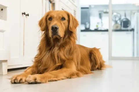 Golden retriever: Sierść czy włosy? Pielęgnacja, linienie, alergie