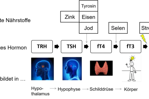 Schema zur Schilddrüsenhormonproduktion: TRH, TSH, fT4, fT3, rT3. Benötigte Nährstoffe wie Jod, Selen, Zink, Eisen, Tyrosin. Stress beeinflusst den calcitonin wert.