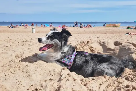 Gdzie nad morze z psem? Odkryj najlepsze plaże i porady dla właścicieli