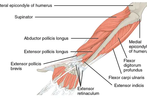 Anatomia przedramienia: mięśnie prostowniki i zginacze, kości ramienia i nadgarstka.