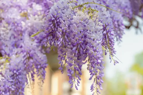 Jak przycinać wisterię? Burza kwiatów gwarantowana!