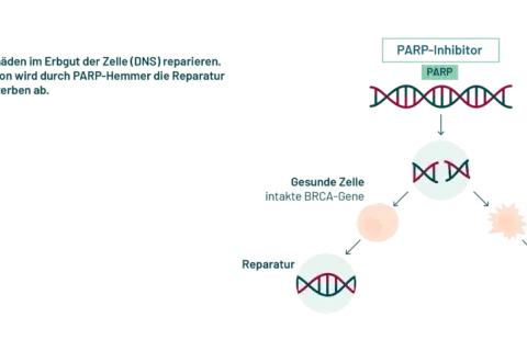 PARP-Inhibitoren blockieren die Reparatur von DNS-Schäden in Krebszellen mit BRCA-Mutation, was zu deren Absterben führt. Erste parp-inhibitor erfahrungsberichte zeigen Erfolge.