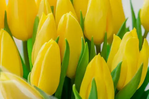 Kiedy jest sezon na tulipany? Odkryj najlepsze terminy i miejsca