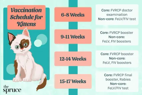 A cute kitten illustration accompanies a kitten vaccine schedule, detailing core and non-core vaccinations by age.