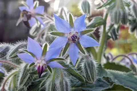 Blaue Borretschblüten mit behaarten Blättern und Knospen. Eine Biene sammelt Nektar. Der ideale borretsch standort ist sonnig.