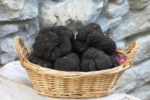 Cesto di vimini colmo di tartufo nero, un tesoro delle Marche, su un tavolo di legno grezzo.