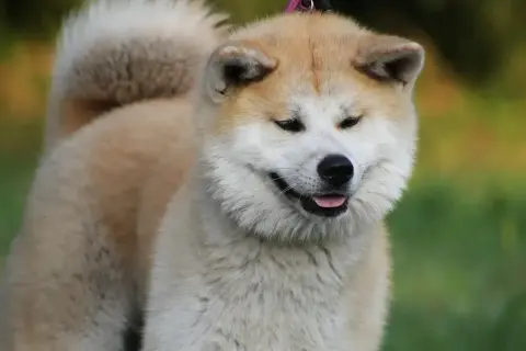 Akita inu usposobienie: pies z puszystym ogonem i łagodnym spojrzeniem, gotowy do zabawy.