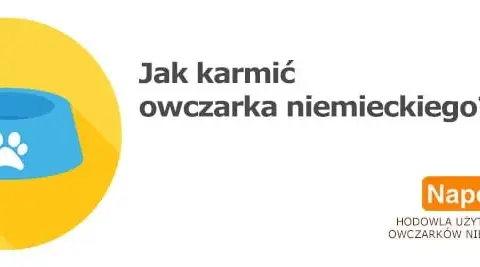Ile razy karmić szczeniaka owczarka niemieckiego, aby uniknąć problemów zdrowotnych?