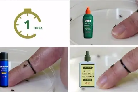 Con que fumigar garrapatas: métodos efectivos y productos seguros