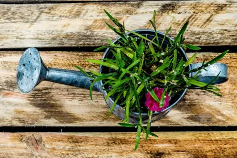 Naturalne nawozy azotowe: przepisy DIY dla bujnego ogrodu