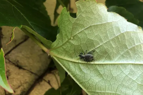 Mały, ciemny chrząszcz, naturalny wróg opuchlaka, siedzi na zielonym liściu.