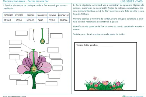 Ilustración didáctica para niños sobre las partes de una flor, con etiquetas para completar.