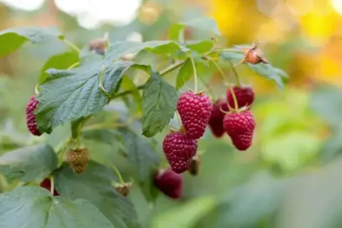 Cómo cuidar el arbusto de frambuesas para obtener frutos abundantes