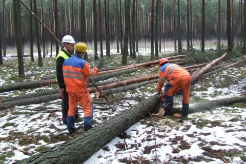Kto wycina drzewa w lesie? Poznaj odpowiedzialne osoby i praktyki