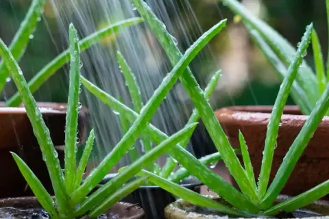 Cada cuanto se riega el aloe vera para mantenerlo saludable