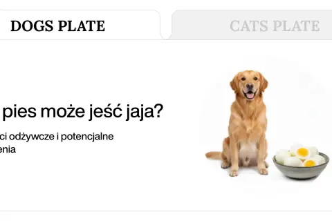 Złoty retriever siedzi obok miski z jajkami na twardo.