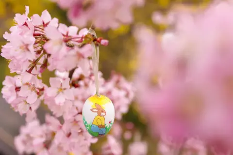 Ein bemalter Osterhase auf einem Ei hängt an einem blühenden Kirschbaum. Bald ist die Osternacht, die Zeit der Freude und des Neubeginns.
