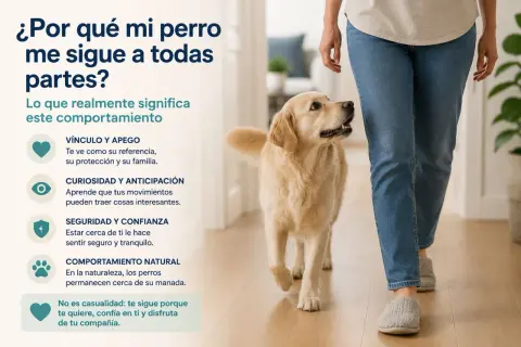 Un perro golden retriever sigue a su dueño, explicando por qué mi perro me sigue a todas partes: por vínculo, curiosidad, seguridad y comportamiento natural.
