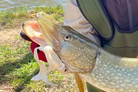 Ein Angler hält einen großen Hecht, gefangen beim Angeln im Februar. Der Fisch hat ein offenes Maul mit einem weißen Gummiköder.