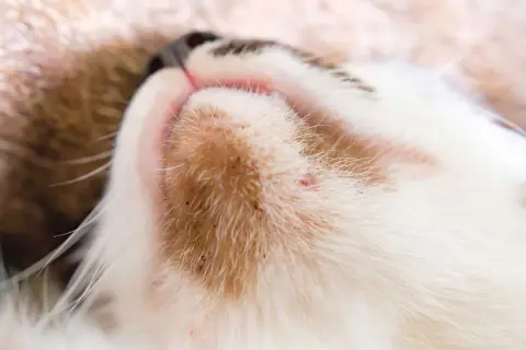 Primer plano del mentón de un gato con signos de acné felino, mostrando pequeños puntos rojos y negros entre su pelaje.