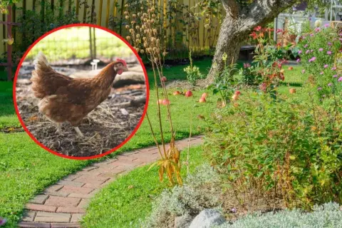 Jak często podlewać nawozem kurzym, aby uniknąć uszkodzeń roślin?