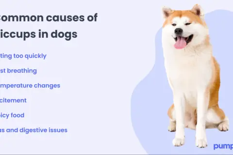 A happy Akita dog sits next to a list of common causes of dog hiccups, like eating too quickly or excitement.