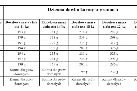 Karmienie szczeniaka ile razy dziennie? Harmonogram według wieku psa