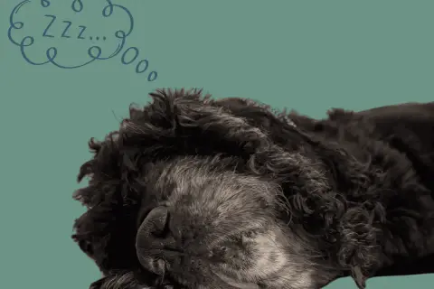 Ein dunkler Hund schläft tief und fest. Über ihm schwebt eine Sprechblase mit "Zzz...", denn alte Hunde schlafen viel.