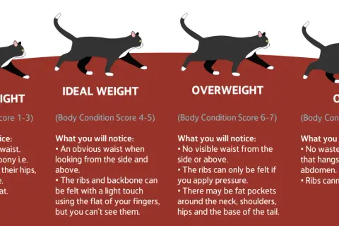 An obese cat illustration shows a cat with no visible waist and a fat pouch hanging from its abdomen. Ribs are not felt.