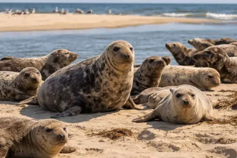 Foki wylegujące się na plaży, idealne miejsce, gdzie można zobaczyć foki w Polsce.