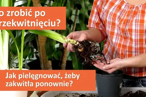Jak uprawiać amarylis, aby cieszyć się pięknym kwitnieniem przez lata