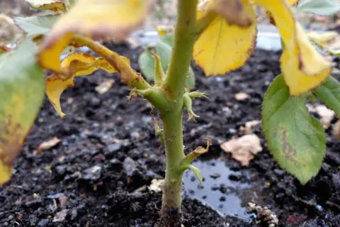 Le rosier trop arrosé montre des feuilles jaunies et des taches brunes. Le sol est détrempé, signe d'un excès d'eau.