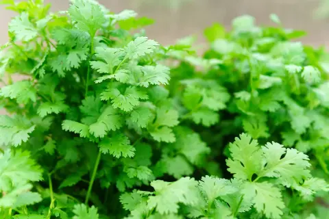 Un bouquet luxuriant de coriandre fraîche, ses feuilles finement découpées évoquant un jardin d'herbes aromatiques.