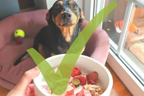 Ein Hund schaut auf eine Schüssel mit BARF-Zusammensetzung. Alles ist bereit für eine gesunde Mahlzeit.