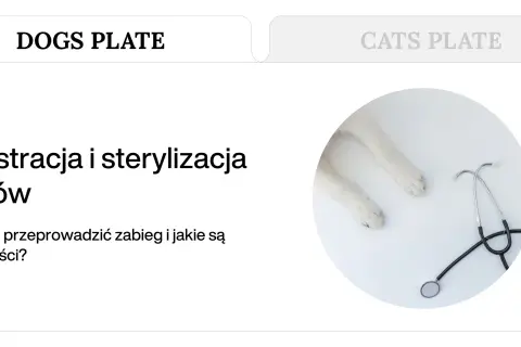 Kastracja psów i sterylizacja to temat artykułu. Widoczne łapy psa i stetoskop sugerują opiekę weterynaryjną.