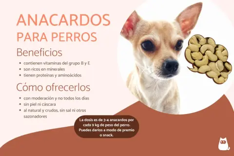 Primer plano de un perro chihuahua junto a un montón de anacardos.