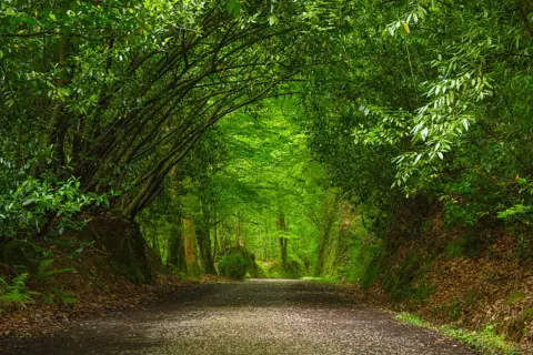 Camino verde y frondoso, ideal para descubrir rutas cerca de Pamplona. Un túnel natural de árboles te invita a explorar.
