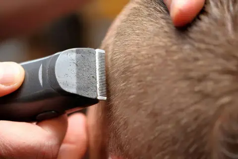 Gros plan sur une tondeuse à cheveux en action, le sabot effleurant la chevelure pour une coupe précise.