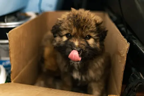 A fluffy stray dog puppy licks its nose while sitting in a cardboard box. If you find a stray, here's what to do.