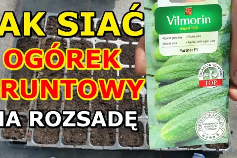 Kiedy siać ogórki w domu, aby uniknąć błędów i uzyskać plony