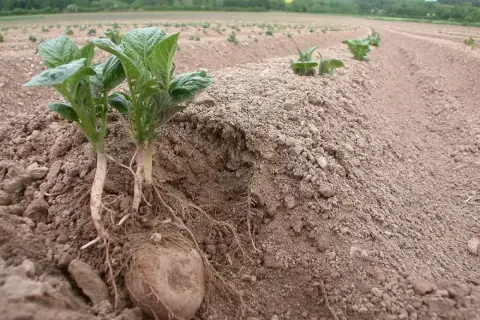 Młode sadzonki ziemniaków z widocznymi korzeniami i bulwą. Wczesna wiosna to idealny czas, by zapytać: do kiedy można sadzić ziemniaki, by cieszyć się plonami.