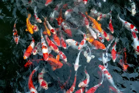 Un banc de poissons carpes aux couleurs vives, orange, blanc et noir, nageant dans une eau sombre. On dirait une joyeuse troupe de bébé carpe.