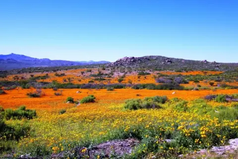 Namaqua National Park: Ein Meer aus orangefarbenen und gelben Blumen unter blauem Himmel.