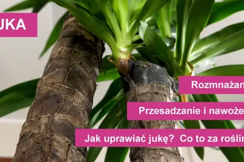 Jak sadzić jukę: proste kroki, by uniknąć błędów w uprawie