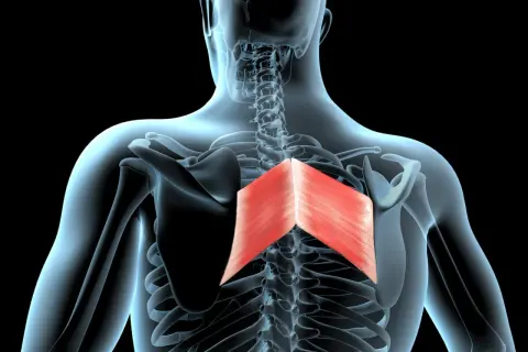 Vue anatomique du dos humain, mettant en évidence le grand rhomboïde rouge, un muscle essentiel pour le mouvement des omoplates.