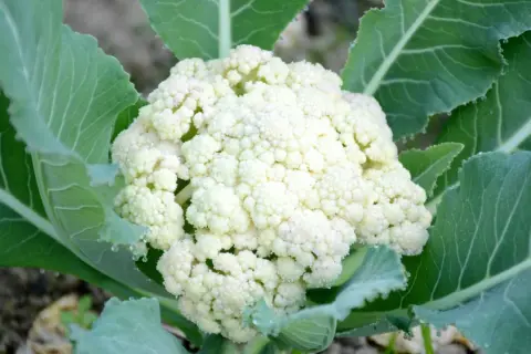 En vit blomkål växer frodigt bland gröna blad. En härlig syn för den som vill odla blomkål.