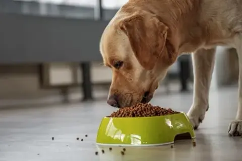Qué come un perro: alimentos esenciales para su salud y bienestar